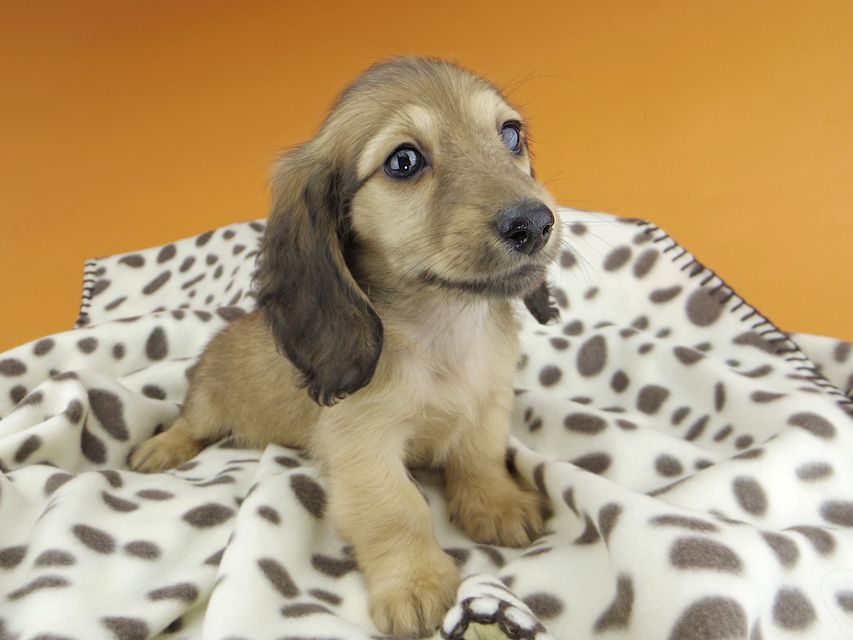 カニンヘンダックスフンド リン & 竹千代の子犬 イエロー（クリーム） 女の子