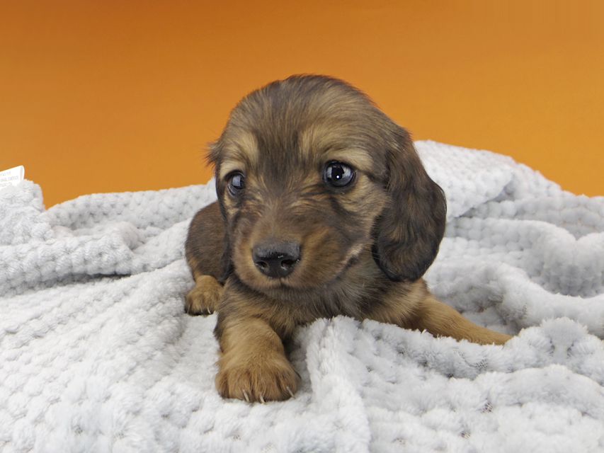 カニンヘンダックスフンド ソフィア & ジムの子犬 レッド 女の子