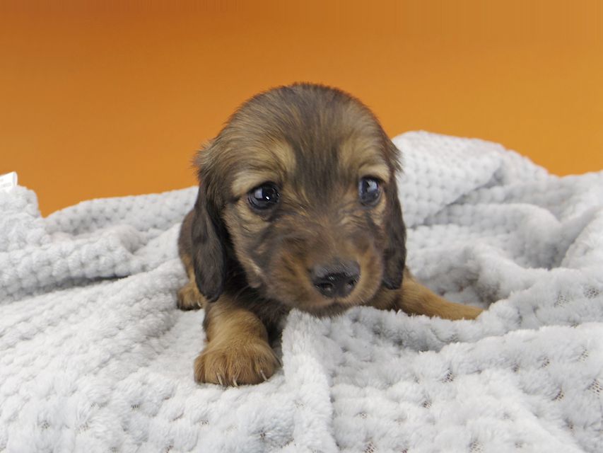 カニンヘンダックスフンド ソフィア & ジムの子犬 レッド 女の子
