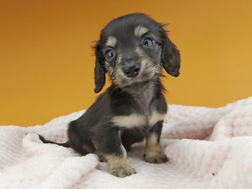 カニンヘンダックスフンド コリン & スカッシュの子犬 ブラックイエロー（ブラッククリーム） 男の子