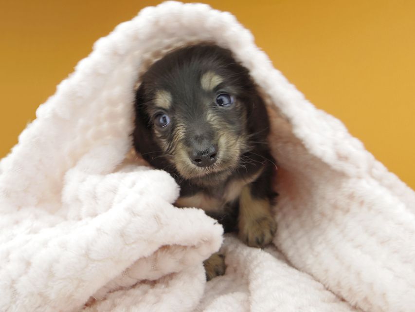 カニンヘンダックスフンド コリン & スカッシュの子犬 ブラックイエロー（ブラッククリーム） 男の子