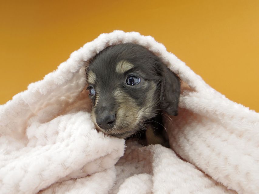 カニンヘンダックスフンド コリン & スカッシュの子犬 ブラックイエロー（ブラッククリーム） 男の子
