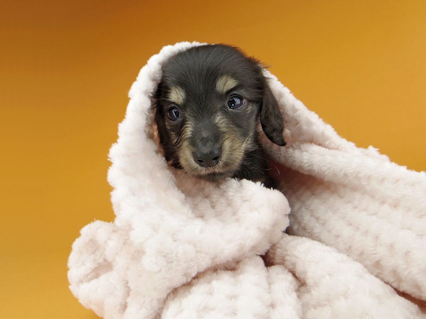 カニンヘンダックスフンド コリン & スカッシュの子犬 ブラックイエロー（ブラッククリーム） 男の子