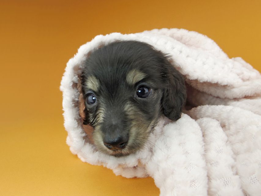 カニンヘンダックスフンド コリン & スカッシュの子犬 ブラックイエロー（ブラッククリーム） 男の子