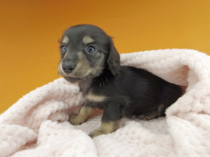 カニンヘンダックスフンド コリン & スカッシュの子犬 ブラックイエロー（ブラッククリーム） 男の子