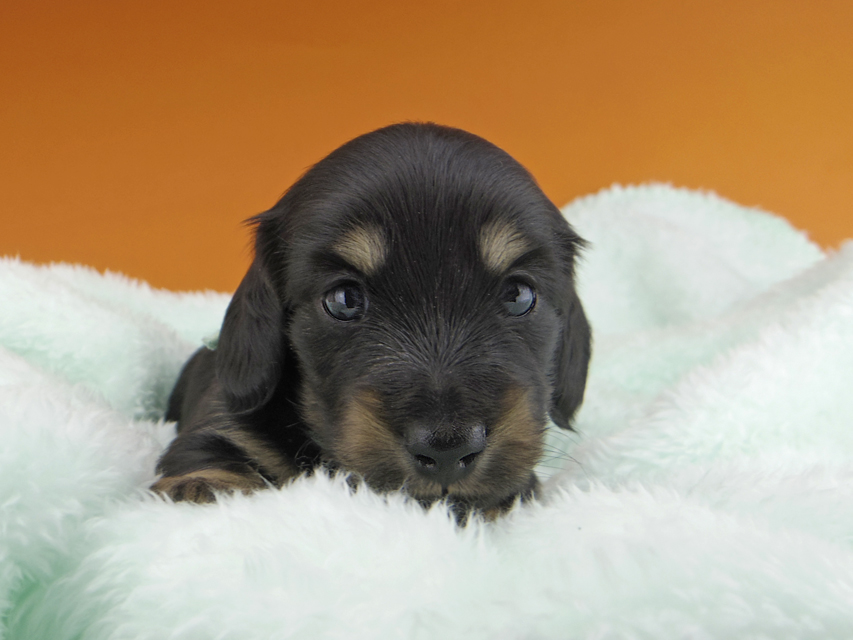 カニンヘンダックスフンド すず & 朝日の子犬 ブラックイエロー（ブラッククリーム） 男の子（1）