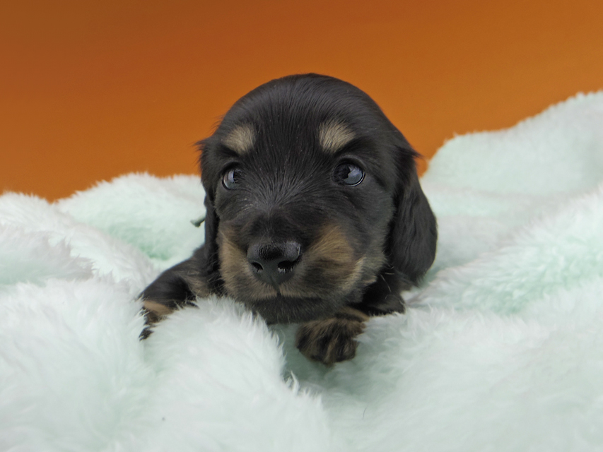 カニンヘンダックスフンド すず & 朝日の子犬 ブラックイエロー（ブラッククリーム） 男の子（1）