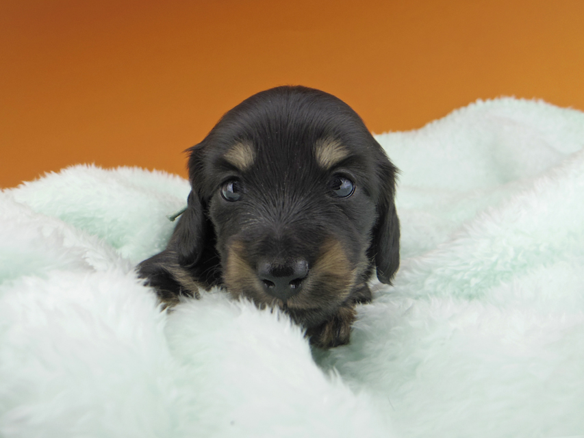 カニンヘンダックスフンド すず & 朝日の子犬 ブラックイエロー（ブラッククリーム） 男の子（1）