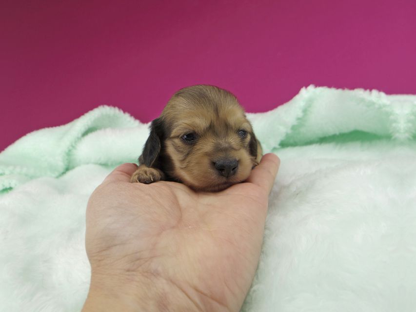 カニンヘンダックスフンド チャーム & スカッシュの子犬 イエロー(クリーム) 女の子_IGP1146 カニンヘンダックスフンド チャーム & スカッシュの子犬 イエロー(クリーム) 女の子