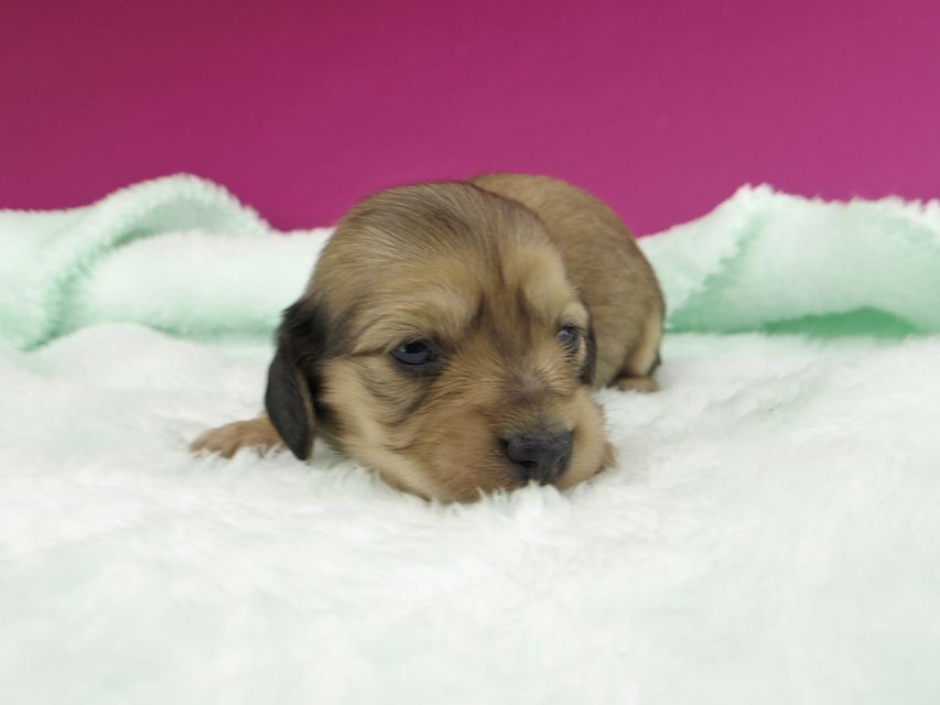 カニンヘンダックスフンド チャーム & スカッシュの子犬 イエロー(クリーム) 女の子_IGP1147 カニンヘンダックスフンド チャーム & スカッシュの子犬 イエロー(クリーム) 女の子