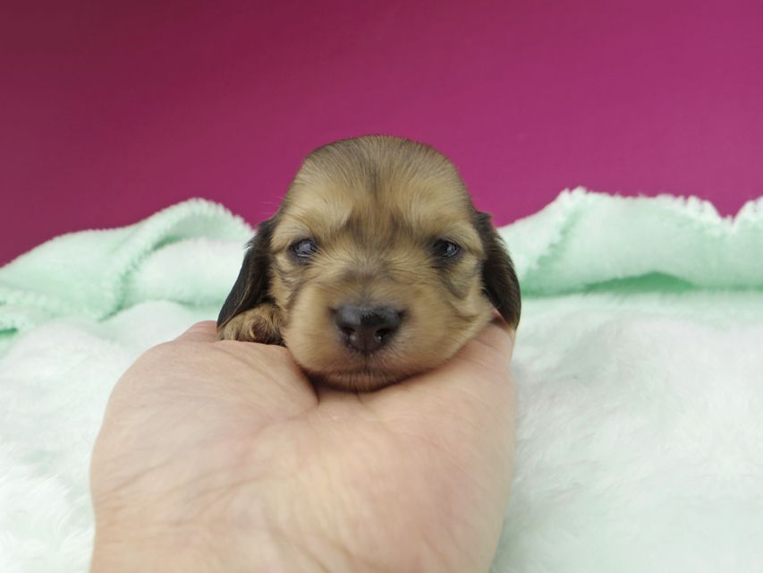 カニンヘンダックスフンド チャーム & スカッシュの子犬 イエロー(クリーム) 女の子_IGP1154 カニンヘンダックスフンド チャーム & スカッシュの子犬 イエロー(クリーム) 女の子