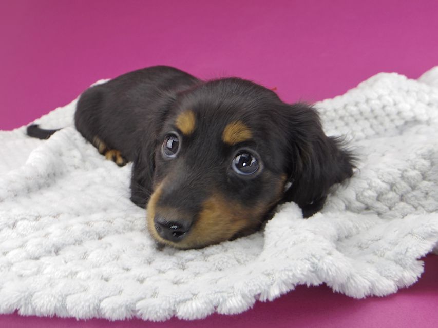 カニンヘンダックスフンド すみれ & ジムの子犬 ブラックタン 女の子_IGP1199 カニンヘンダックスフンド すみれ & ジムの子犬 ブラックタン 女の子