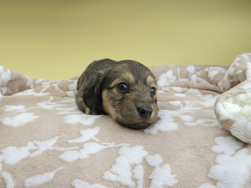 カニンヘン ダックスフンド リン & スカッシュの子犬 シェーデットイエロー（シェーデットクリーム） 男の子(1)
