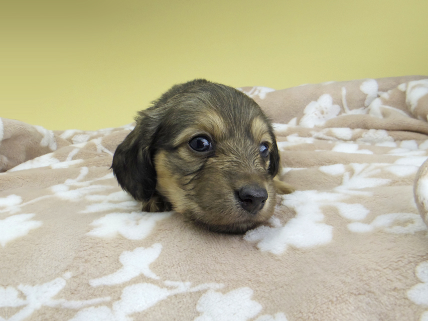 カニンヘン ダックスフンド リン & スカッシュの子犬 シェーデットイエロー（シェーデットクリーム） 男の子(1)