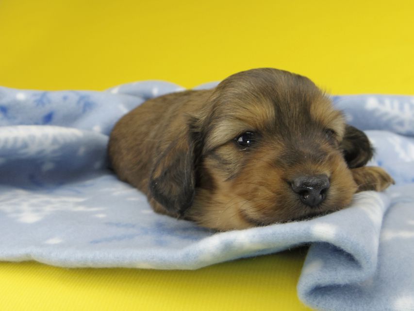 カニンヘンダックスフンド シオンcs & スカッシュの子犬 レッド 男の子_IGP1237 カニンヘンダックスフンド シオンcs & スカッシュの子犬 レッド 男の子