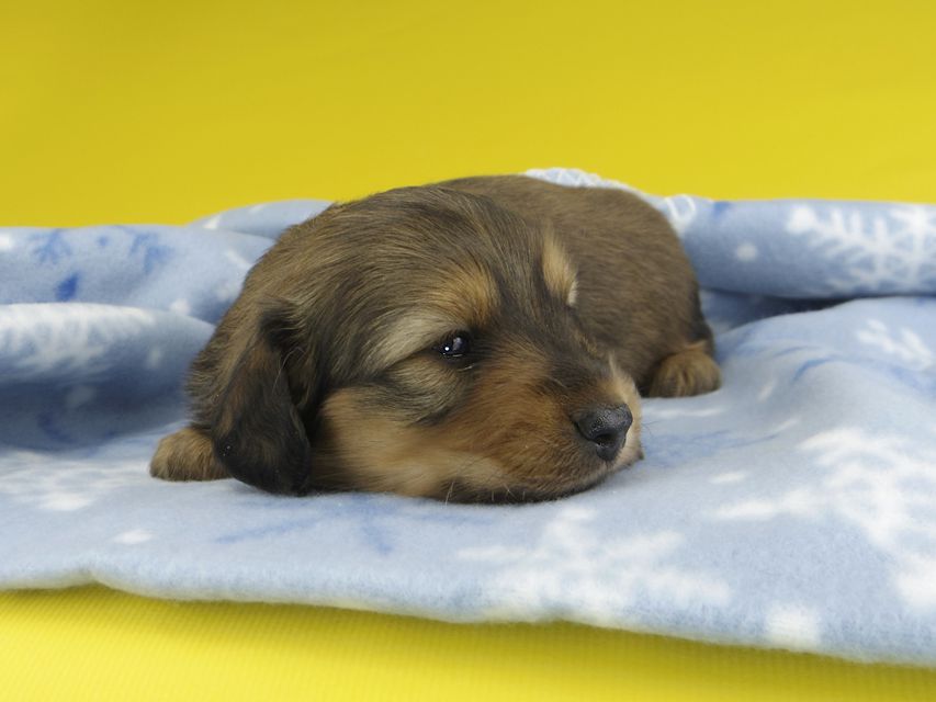 カニンヘンダックスフンド シオンcs & スカッシュの子犬 レッド 男の子_IGP1241 カニンヘンダックスフンド シオンcs & スカッシュの子犬 レッド 男の子