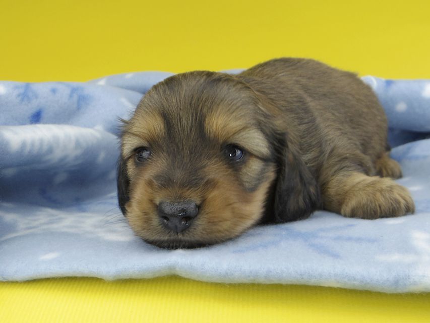 カニンヘンダックスフンド シオンcs & スカッシュの子犬 レッド 男の子_IGP1243 カニンヘンダックスフンド シオンcs & スカッシュの子犬 レッド 男の子