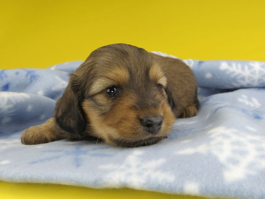 カニンヘンダックスフンド シオンcs & スカッシュの子犬 レッド 男の子_IGP1245 カニンヘンダックスフンド シオンcs & スカッシュの子犬 レッド 男の子