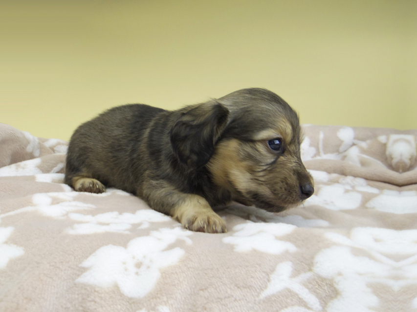 カニンヘン ダックスフンド リン & スカッシュの子犬 シェーデットイエロー（シェーデットクリーム） 男の子(1)