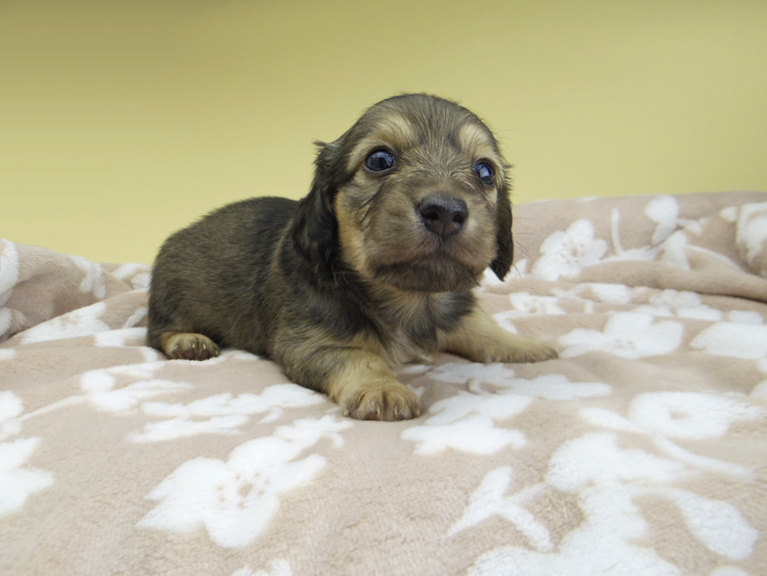 カニンヘン ダックスフンド リン & スカッシュの子犬 シェーデットイエロー（シェーデットクリーム） 男の子(1)