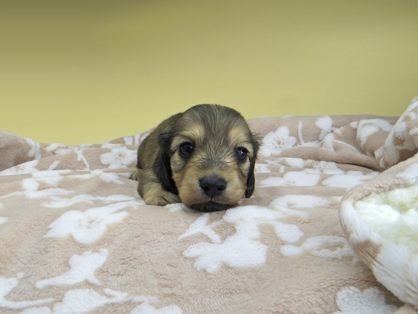 カニンヘン ダックスフンド リン & スカッシュの子犬 シェーデットイエロー(シェーデットクリーム) 男の子(2)_IGP1254 カニンヘン ダックスフンド リン & スカッシュの子犬 シェーデットイエロー(シェーデットクリーム) 男の子(2)