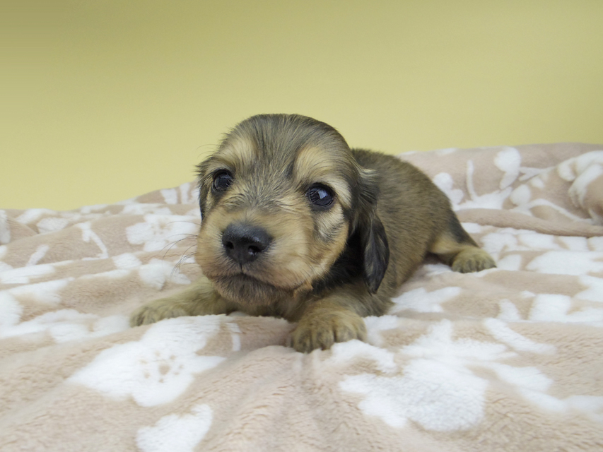 カニンヘン ダックスフンド リン & スカッシュの子犬 シェーデットイエロー(シェーデットクリーム) 男の子(2)_IGP1256 カニンヘン ダックスフンド リン & スカッシュの子犬 シェーデットイエロー(シェーデットクリーム) 男の子(2)