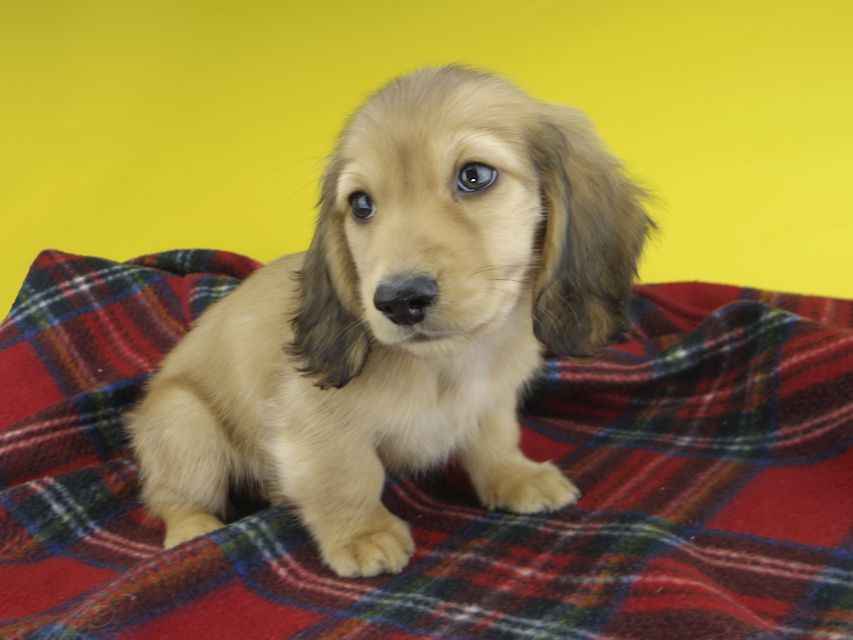 カニンヘンダックスフンド わかば & 竹千代の子犬 レッド 男の子