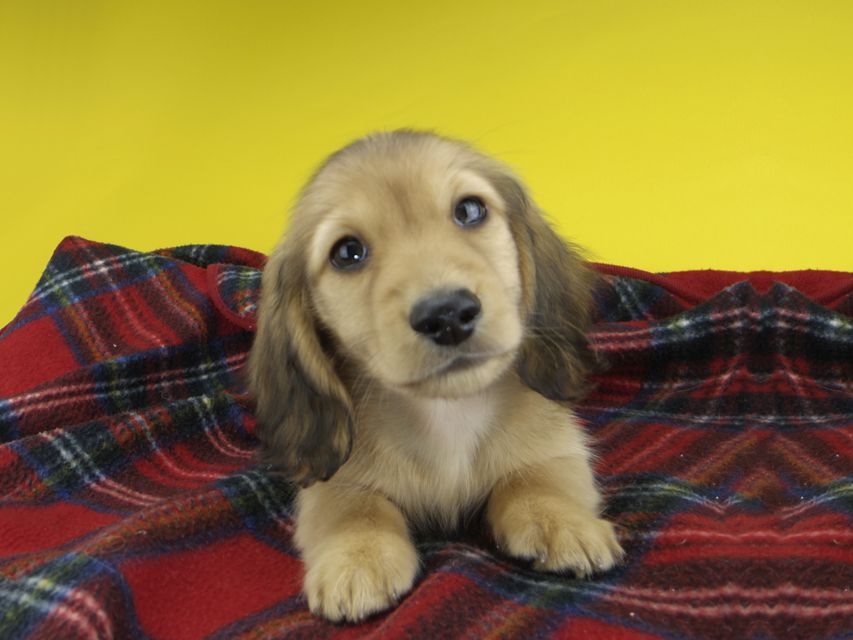 カニンヘンダックスフンド わかば & 竹千代の子犬 レッド 男の子