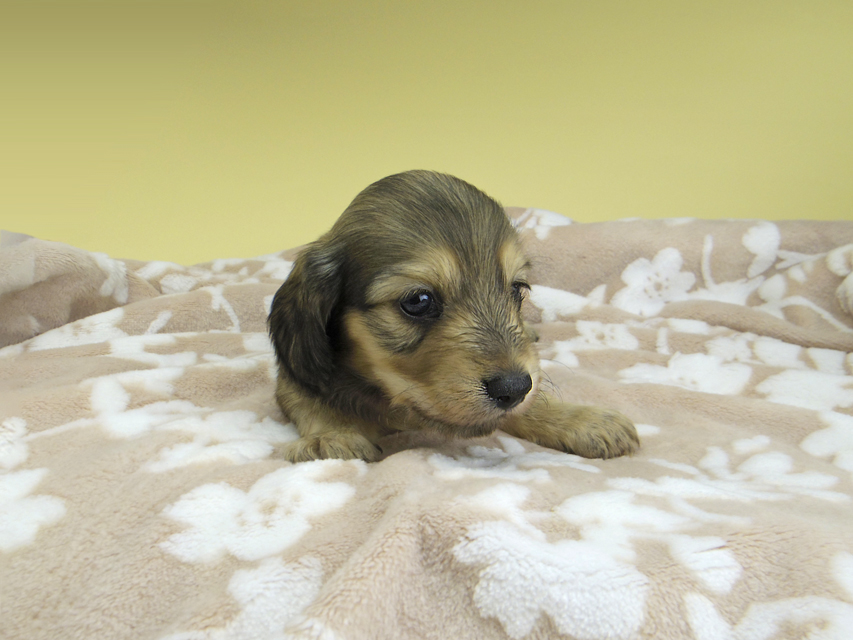 カニンヘン ダックスフンド リン & スカッシュの子犬 シェーデットイエロー(シェーデットクリーム) 男の子(2)_IGP1272 カニンヘン ダックスフンド リン & スカッシュの子犬 シェーデットイエロー(シェーデットクリーム) 男の子(2)