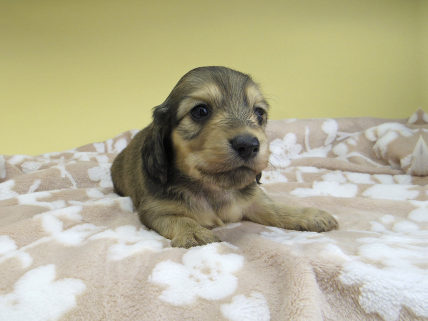 カニンヘン ダックスフンド リン & スカッシュの子犬 シェーデットイエロー(シェーデットクリーム) 男の子(2)_IGP1274 カニンヘン ダックスフンド リン & スカッシュの子犬 シェーデットイエロー(シェーデットクリーム) 男の子(2)