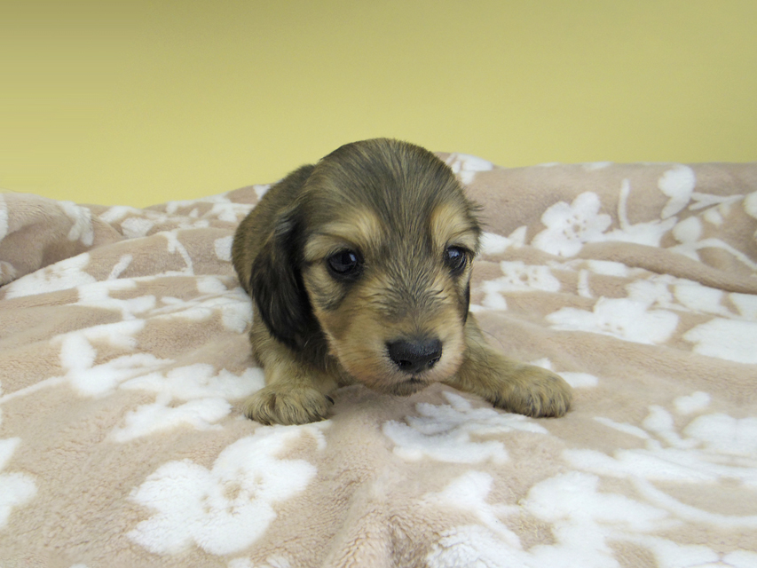 カニンヘン ダックスフンド リン & スカッシュの子犬 シェーデットイエロー(シェーデットクリーム) 男の子(2)_IGP1278 カニンヘン ダックスフンド リン & スカッシュの子犬 シェーデットイエロー(シェーデットクリーム) 男の子(2)