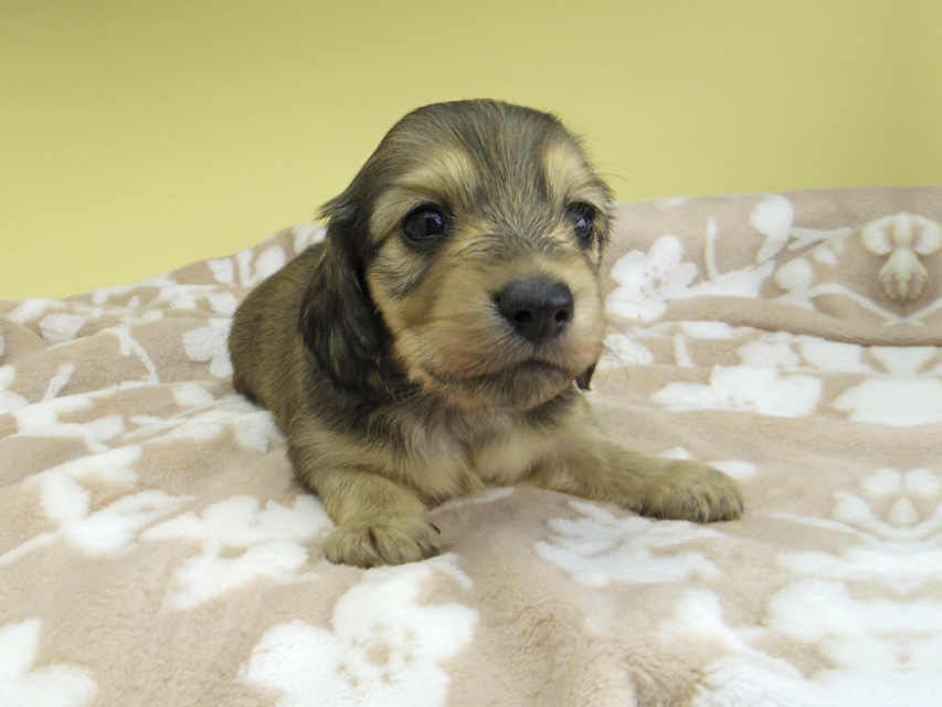 カニンヘン ダックスフンド リン & スカッシュの子犬 シェーデットイエロー(シェーデットクリーム) 男の子(2)_IGP1279 カニンヘン ダックスフンド リン & スカッシュの子犬 シェーデットイエロー(シェーデットクリーム) 男の子(2)