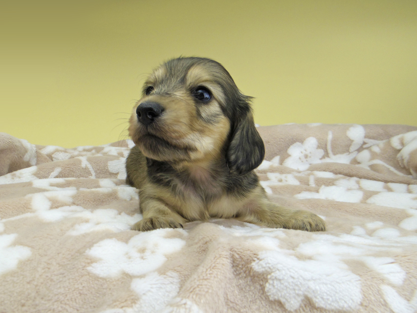 カニンヘン ダックスフンド リン & スカッシュの子犬 シェーデットイエロー(シェーデットクリーム) 男の子(2)_IGP1282 カニンヘン ダックスフンド リン & スカッシュの子犬 シェーデットイエロー(シェーデットクリーム) 男の子(2)