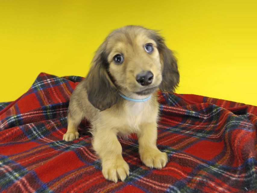 カニンヘンダックスフンド わかば & 竹千代の子犬 レディッシュイエロー 男の子（2）