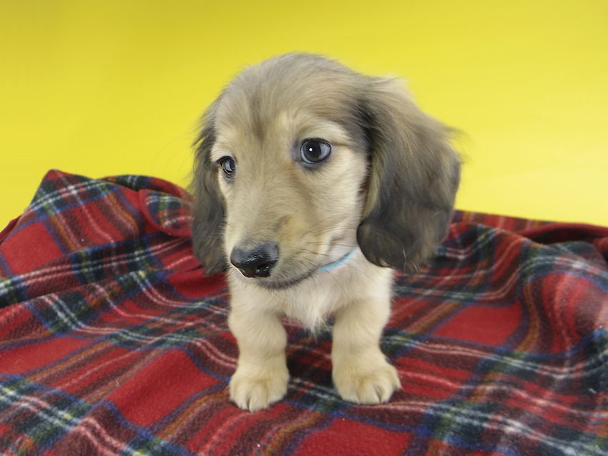 カニンヘンダックスフンド わかば & 竹千代の子犬 レディッシュイエロー 男の子（2）