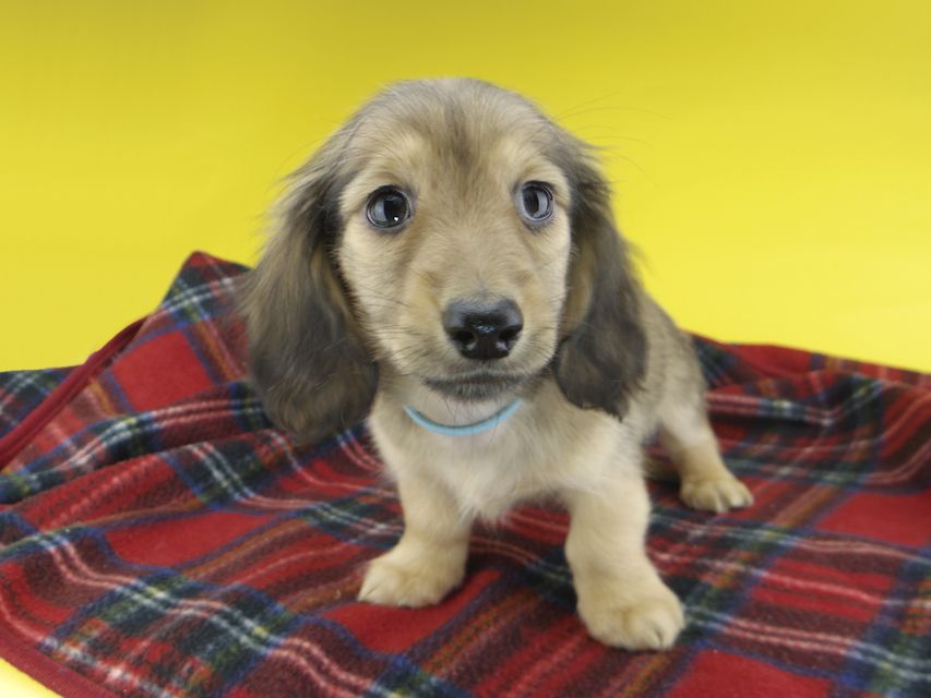 カニンヘンダックスフンド わかば & 竹千代の子犬 レディッシュイエロー 男の子（2）