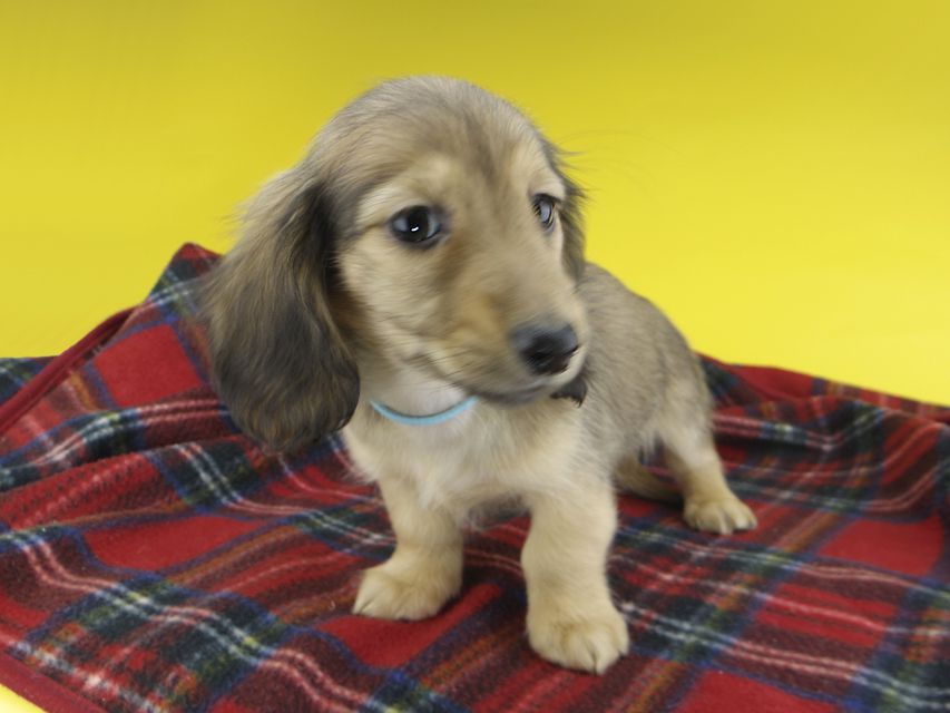 カニンヘンダックスフンド わかば & 竹千代の子犬 レディッシュイエロー 男の子（2）