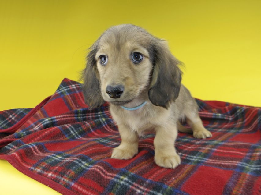 カニンヘンダックスフンド わかば & 竹千代の子犬 レディッシュイエロー 男の子（2）