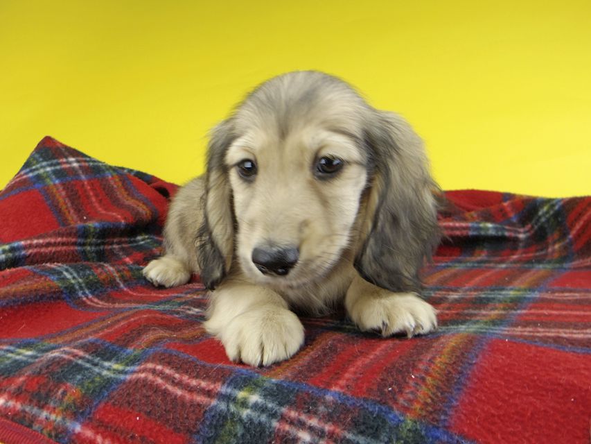 カニンヘンダックスフンド わかば & 竹千代の子犬 イエロー（クリーム） 男の子（3）