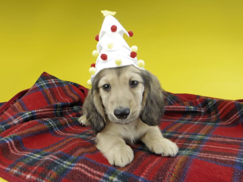 カニンヘンダックスフンド わかば & 竹千代の子犬 イエロー（クリーム） 男の子（3）