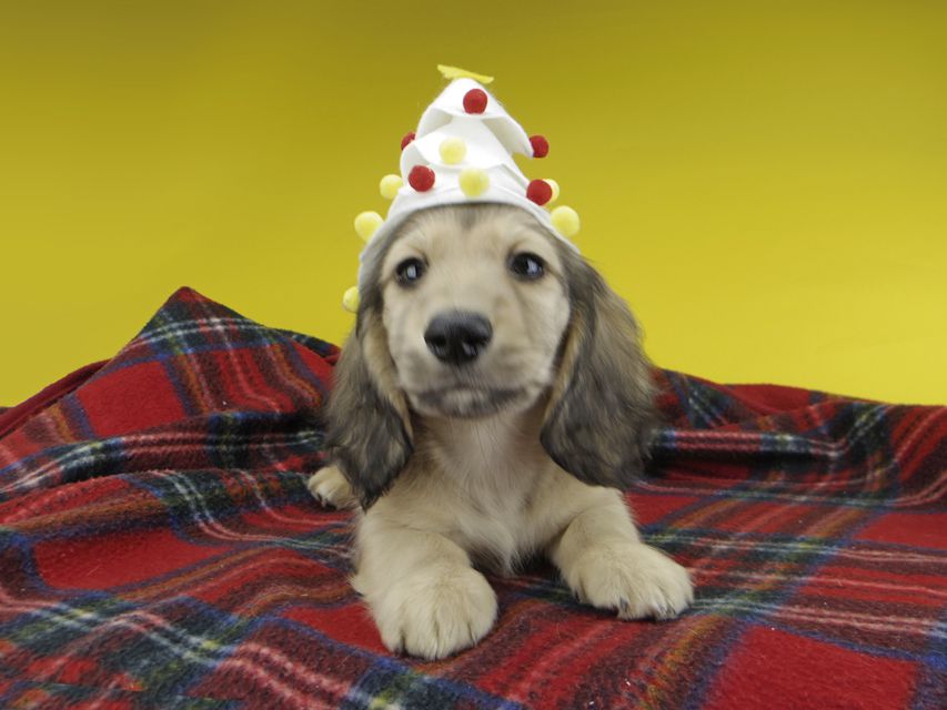 カニンヘンダックスフンド わかば & 竹千代の子犬 イエロー（クリーム） 男の子（3）