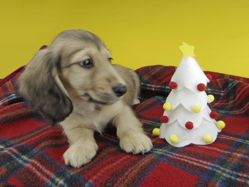 カニンヘンダックスフンド わかば & 竹千代の子犬 イエロー（クリーム） 男の子（3）
