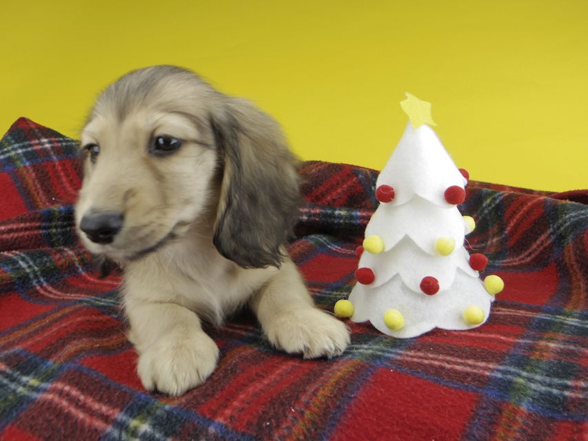 カニンヘンダックスフンド わかば & 竹千代の子犬 イエロー（クリーム） 男の子（3）