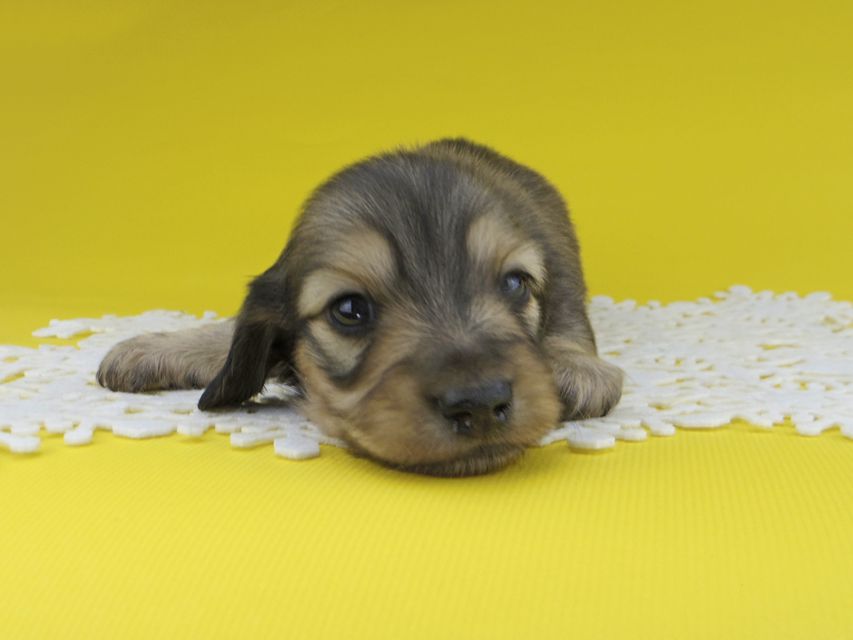 カニンヘンダックスフンド チャーム & スカッシュの子犬 イエロー（クリーム） 男の子