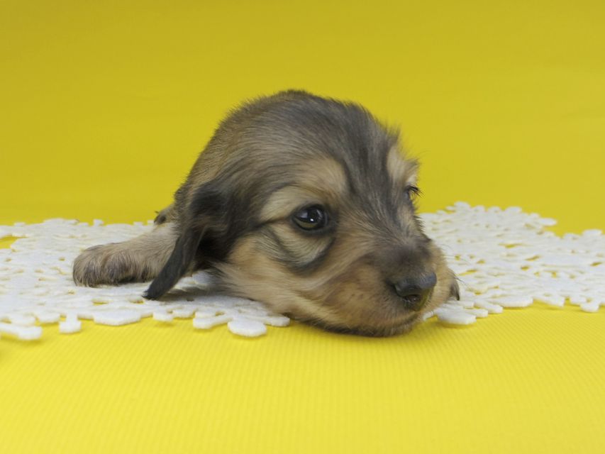 カニンヘンダックスフンド チャーム & スカッシュの子犬 イエロー（クリーム） 男の子