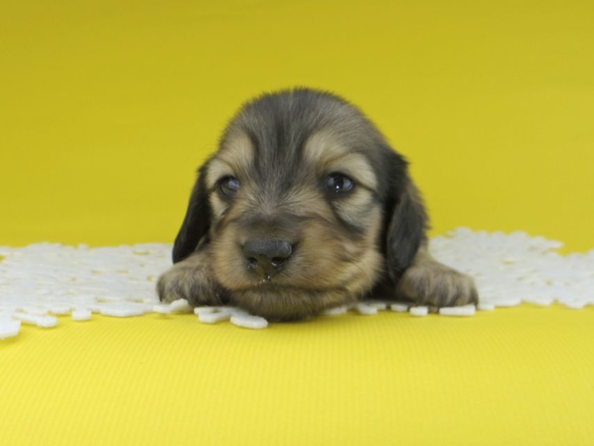 カニンヘンダックスフンド チャーム & スカッシュの子犬 イエロー（クリーム） 男の子