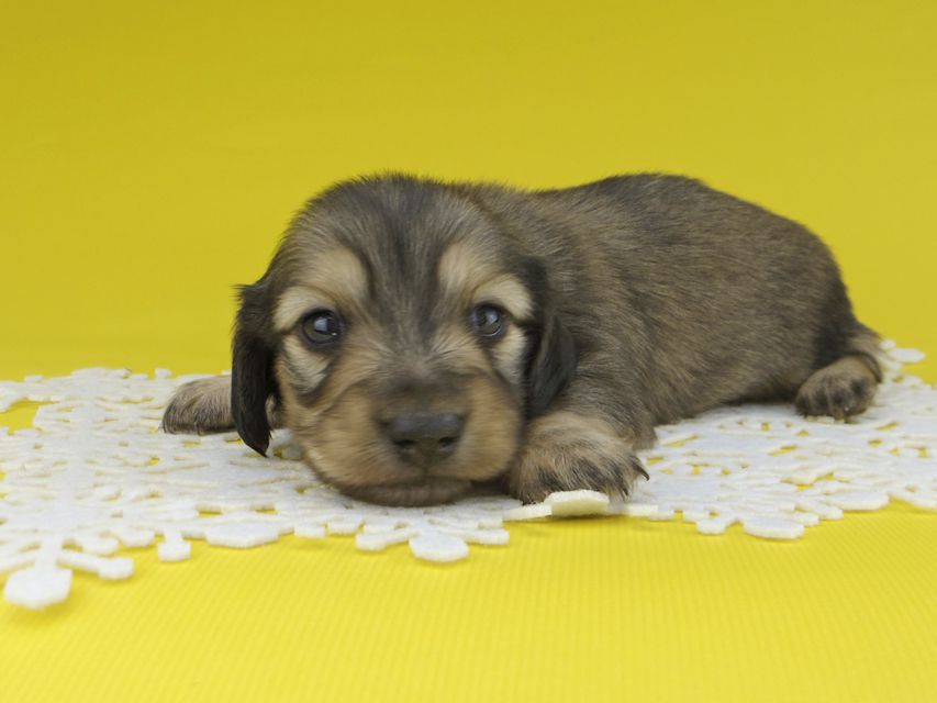 カニンヘンダックスフンド チャーム & スカッシュの子犬 イエロー（クリーム） 男の子