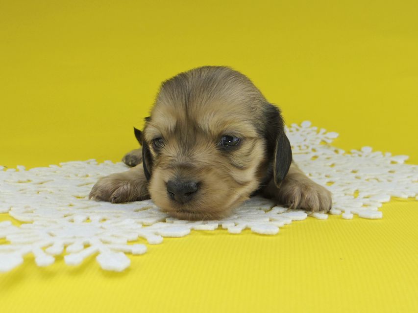 カニンヘンダックスフンド チャーム & スカッシュの子犬 イエロー（クリーム） 女の子