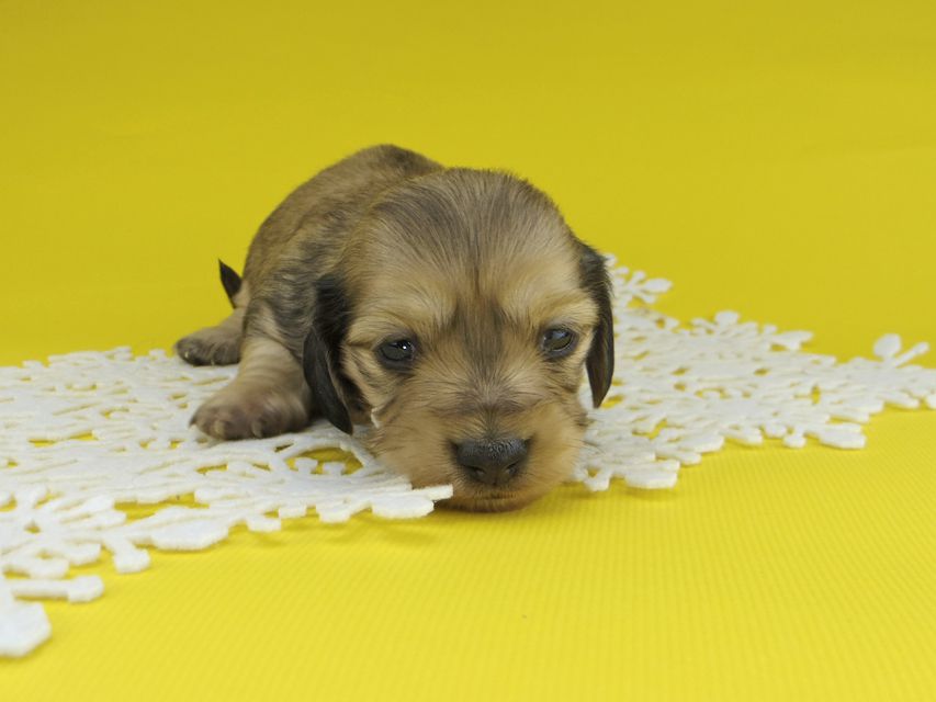 カニンヘンダックスフンド チャーム & スカッシュの子犬 イエロー（クリーム） 女の子