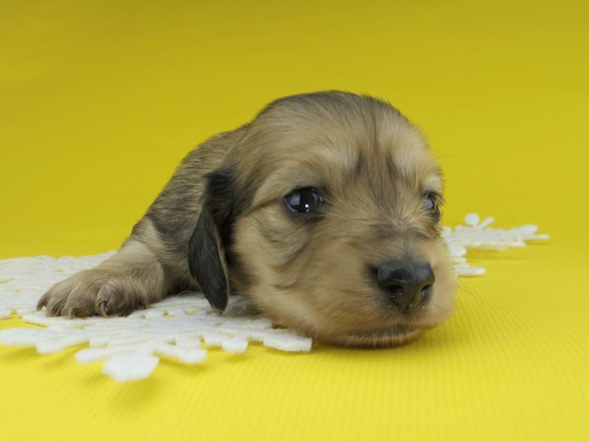 カニンヘンダックスフンド チャーム & スカッシュの子犬 イエロー（クリーム） 女の子